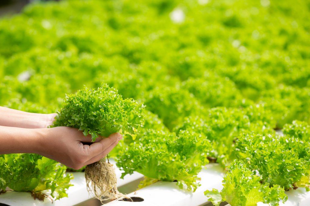 Sustainability in the Food Production Industry: 4 Best Practices